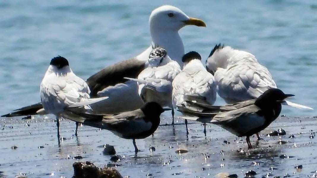 Hatay’da Milleyha Sulak Alanı Göçmen Kuşlarla Görsel Şölen Sunuyor 5